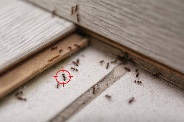 Best Pest Inspection Near Me  in Rural Hill, TN